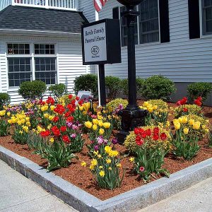 Commercial Landscape of Tulips Planted in Fall, Blooming in Spring