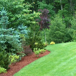 Health Lawn Bed, Trees and Shrub Plantings from Mac's Landscaping Burlington MA